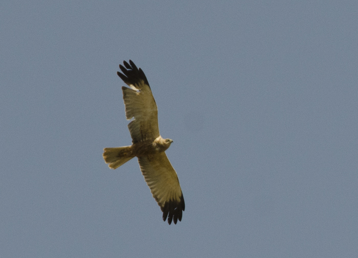 Falco di palude, conferma